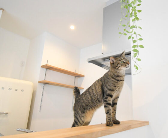 キッチンにいる猫の写真